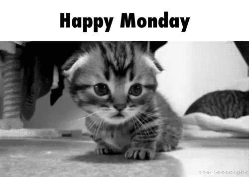 Happy Monday kitten gif ecard. Monday kitten. Have a Happy Monday. Kitty. Black and white cat. Monday. Free Download 2023 greeting card