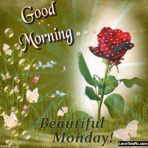 Have a beautiful Monday! Ecard for free. Good Morning! Beautiful Monday. Wonderful pic with a rose and butterflies which wishes happy Monday. Free Download 2024 greeting card