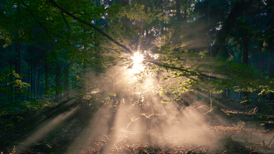The sun's rays in the forest. Nature gif card. Postcard with nature. Free postcard. Mysterious forest. Quiet morning in the forest. Fantastic landscape. Free Download 2024 greeting card