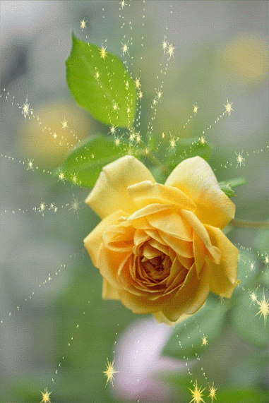Animated greeting card with rose. Animation card. Animated image of nature. Shimmering postcard. Yellow rose. Beautiful flower. Plants. Gif ecard. Free Download 2023 greeting card
