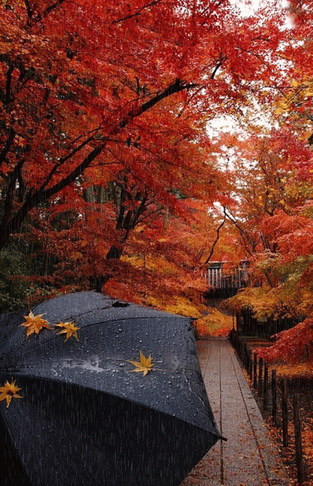 Autumn rain. Nature animation card. Autumn landscape. Rain. Autumn mood. Multicolored trees. Umbrella. Leaves on umbrellas. Animated photo. Free Download 2024 greeting card