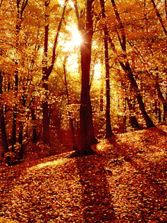 Sunshine in the autumn forest. Nature gif card. Postcard with nature. Golden autumn. Yellow and orange colors. Leaves. The sun in the forest. Free Download 2024 greeting card