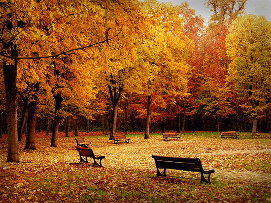 Autumn in the park. Nature gif card. Postcard with a beautiful view. Golden autumn. Falling leaves. Landscape in yellow and orange tones. Free Download 2024 greeting card
