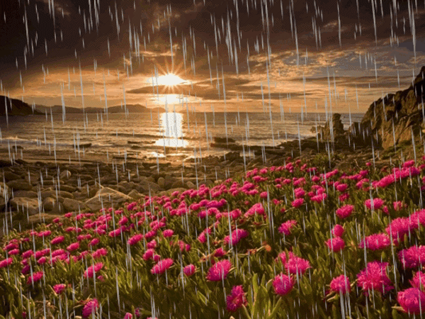 Flowers in the rain. Nature gif card. Beautiful sunset and rain. Warm weather. Beautiful flowers. Lake. Bright nature. Chic landscape. Free Download 2024 greeting card