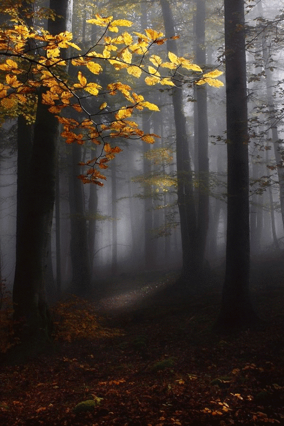 Fog in the forest. Nature ecard. Postcard with nature. Gloomy and dark wood. Fog. Tall trees. Branch with yellow leaves. Free Download 2024 greeting card