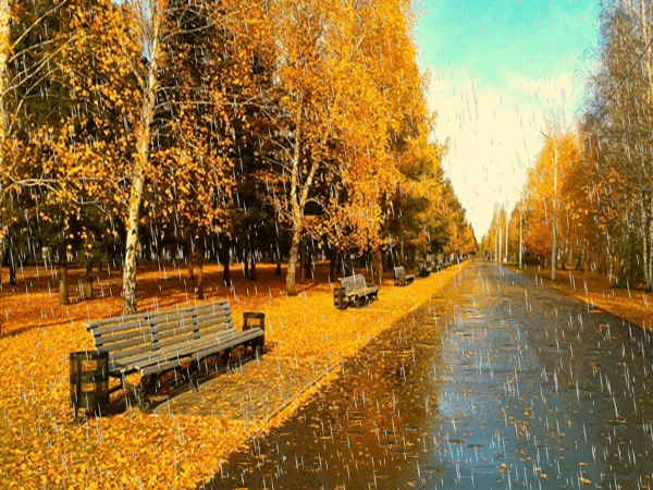 Rainy autumn. Nature animation card. Beautiful golden autumn. Square with benches. Road. Rain. Autumn mood. Yellow. Free Download 2024 greeting card