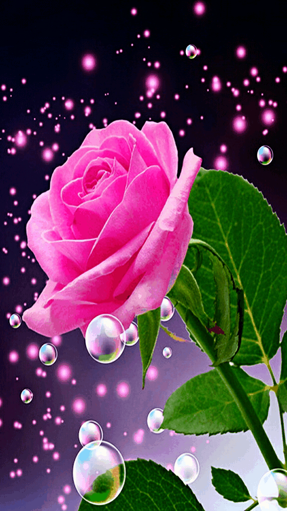 Card on the theme of nature for relatives. GIFs image. A postcard with a delicate flower. Drops of water on a pink rose. Nature for the family. Download a card free of charge. Free Download 2024 greeting card