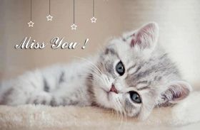 Miss You! Beautiful card for you! Nice cat ecard! A beautiful postcard with a cat ... A cute cat ... A very cute cat... A cute very... Free Download 2025 greeting card